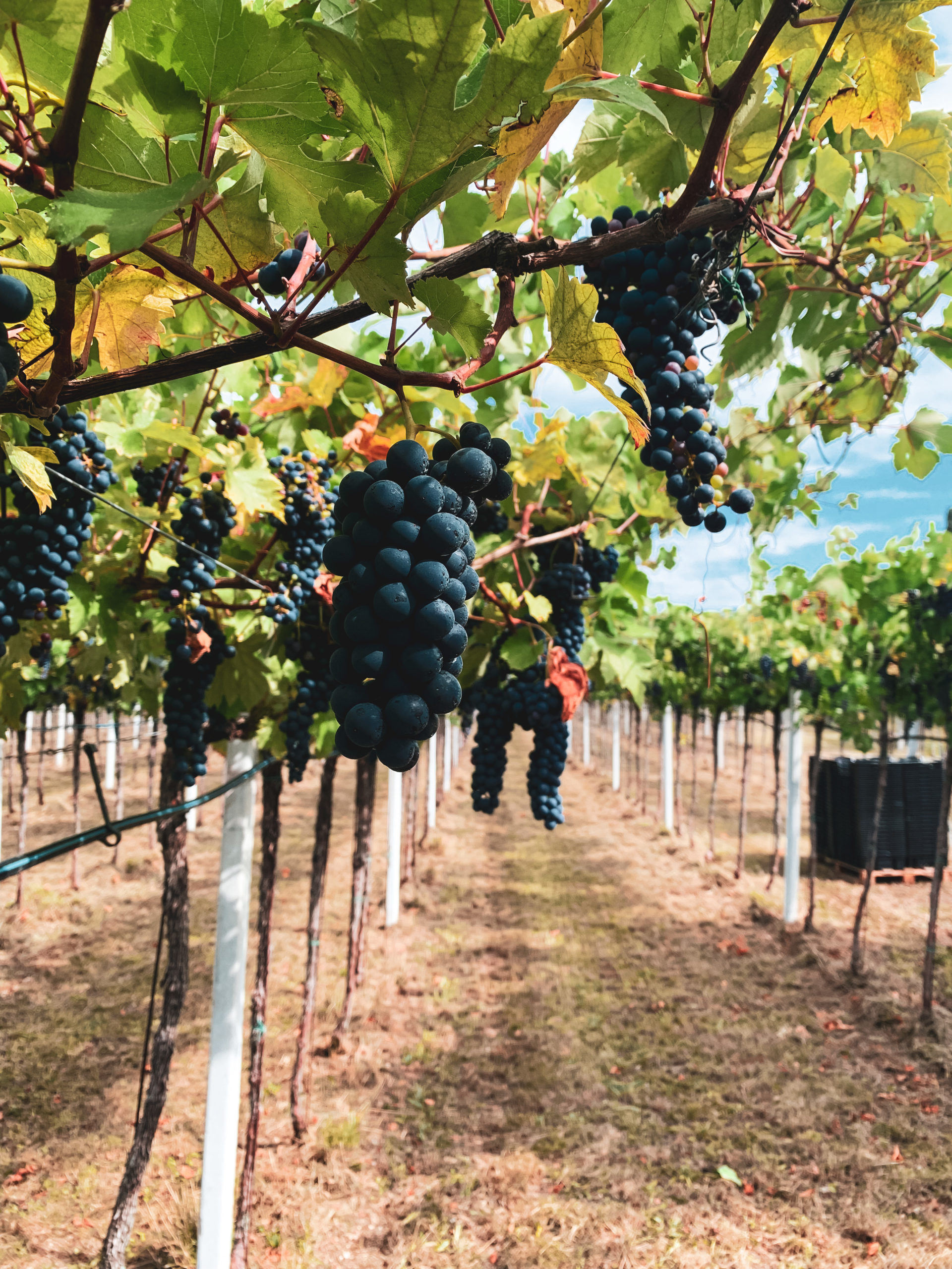 Vigneti della Valpolicella al tramonto
